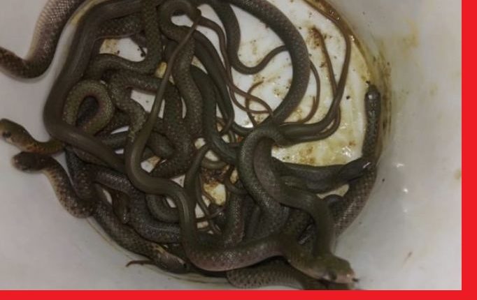 Fourty snake cubs with eggs rescued in Baripada